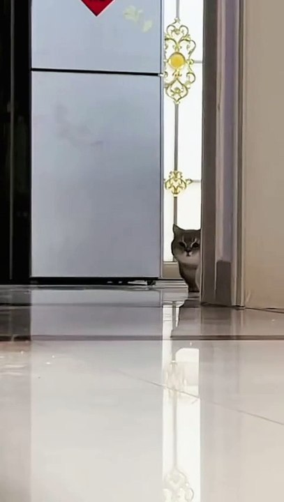 Anyone_at_home_!#pets_#cats_#catsoftiktok_#funny_#cute_#foryou_
