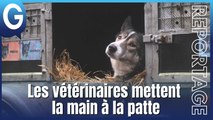Reportage - Les vétérinaires mettent la main à la patte