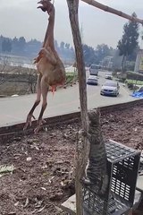 Funny animal 😼#cats #shorts #funnyanimals