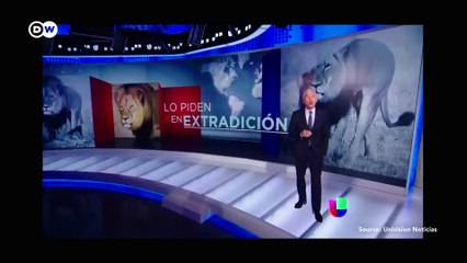 Trophy hunting_ A cruel hobby or species conservation? | DW Documentary