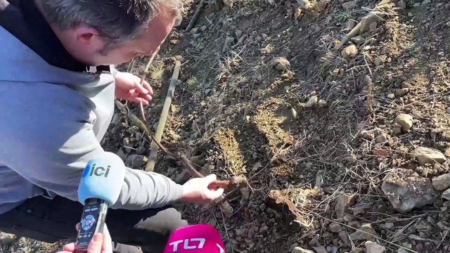 Malleval : 150 pieds de vigne vandalisés