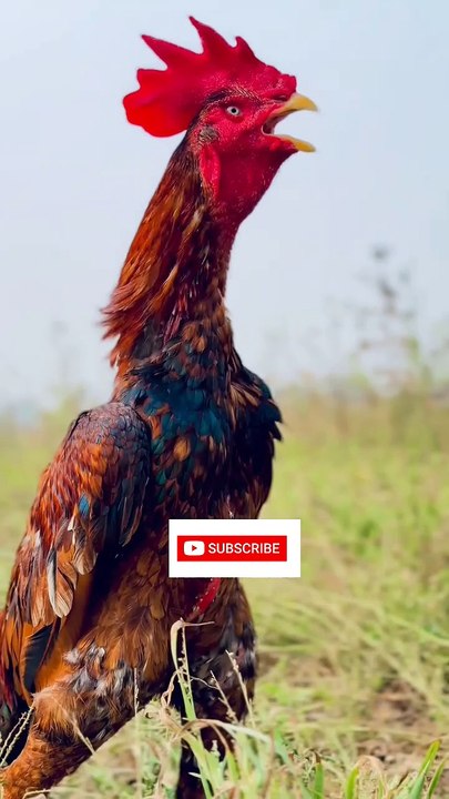 "🔥 Bangam Aseel Murgha Trading | Top Deals & Prices 🐓💰 #Aseel #Trading"