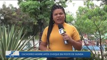 Cachorro morre após choque em poste de Olinda