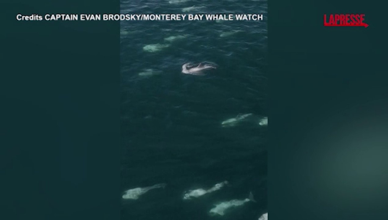 Usa, 1.500 delfini in migrazione al largo della California: le immagini dal drone