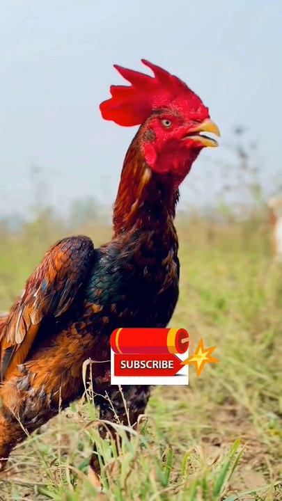 "🔥 Bangam Aseel Murgha | Stunning & Strong Roosters 🐓💪 #Aseel #BangamAseel"