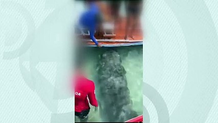 Homem salta de jangada para tocar em peixe-boi na Pajuçara; achou fofo? Prática é proibida e cabe multa