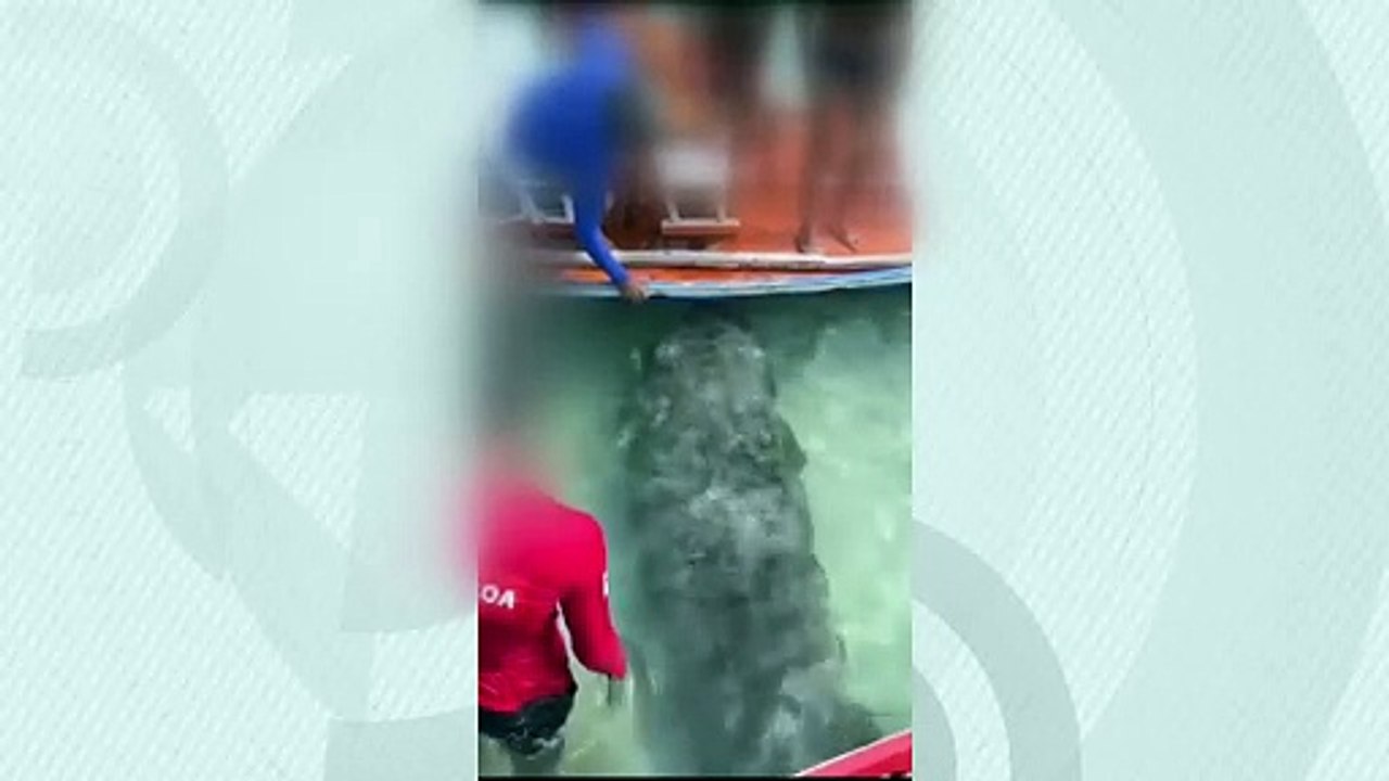 Homem salta de jangada para tocar em peixe-boi na Pajuçara; achou fofo? Prática é proibida e cabe multa