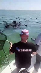 Fishermen save vultures who plunged into ocean probably due to sudden wind shift