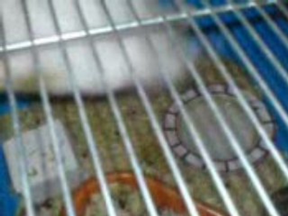 mon hamster caramel