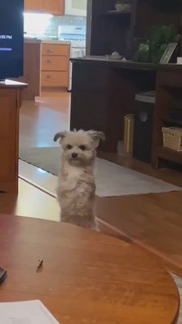 El perro que aprendió a caminar solo con las dos patitas de atrás tras perder las dos delanteras