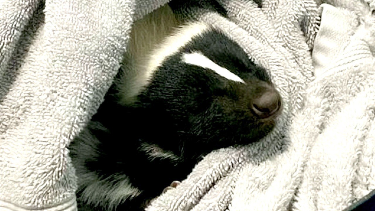 If You Ever Wanted a Pet Skunk, This Family Has Some Tips For You