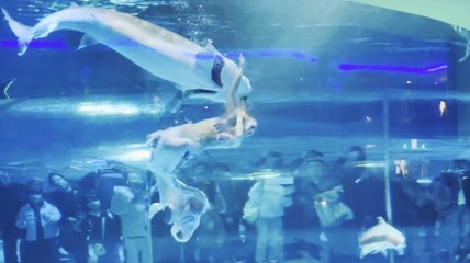 The heartstopping moment a fish attacked a mermaid