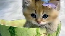 😘😘 So cute🔝Cutest Cat Moments That Will Brighten Your Day