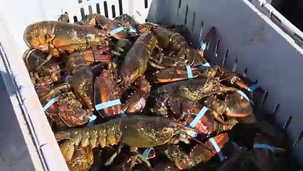 Permis exploratoires : les pêcheurs pélagiques se considèrent exclus