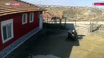 Çorum'da köpeğin saldırdığı 3 kişi yaralandı