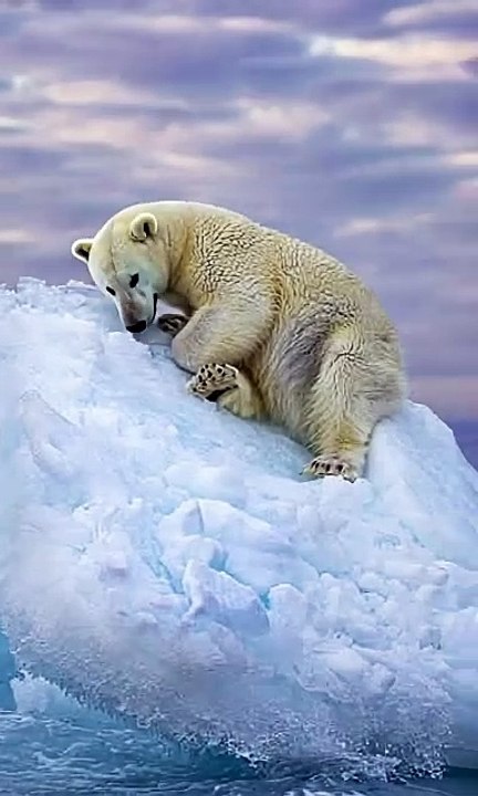 Polar bear