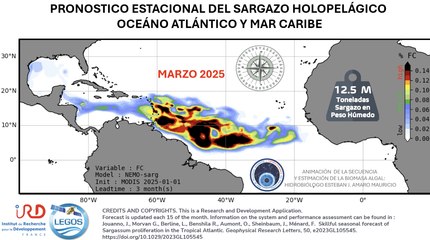Recuento sobre el sargazo en RD ¿Qué acciones se han tomado para hacerle frente