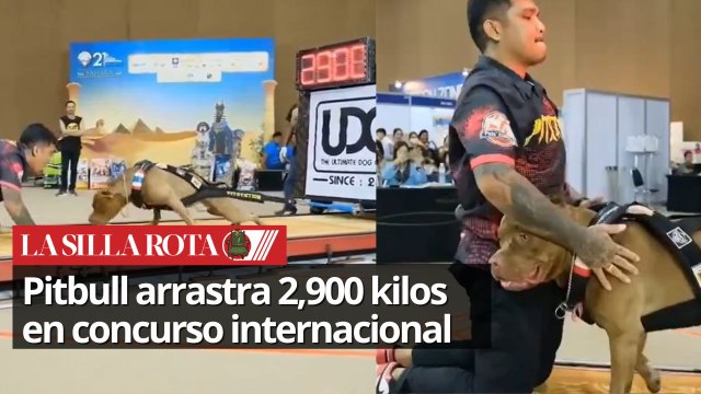 Pitbull arrastró 2.900 kilos con sus escasos 38 kilos de peso