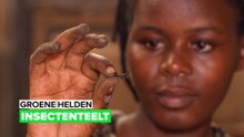 Groene helden: Insectenkwekerij