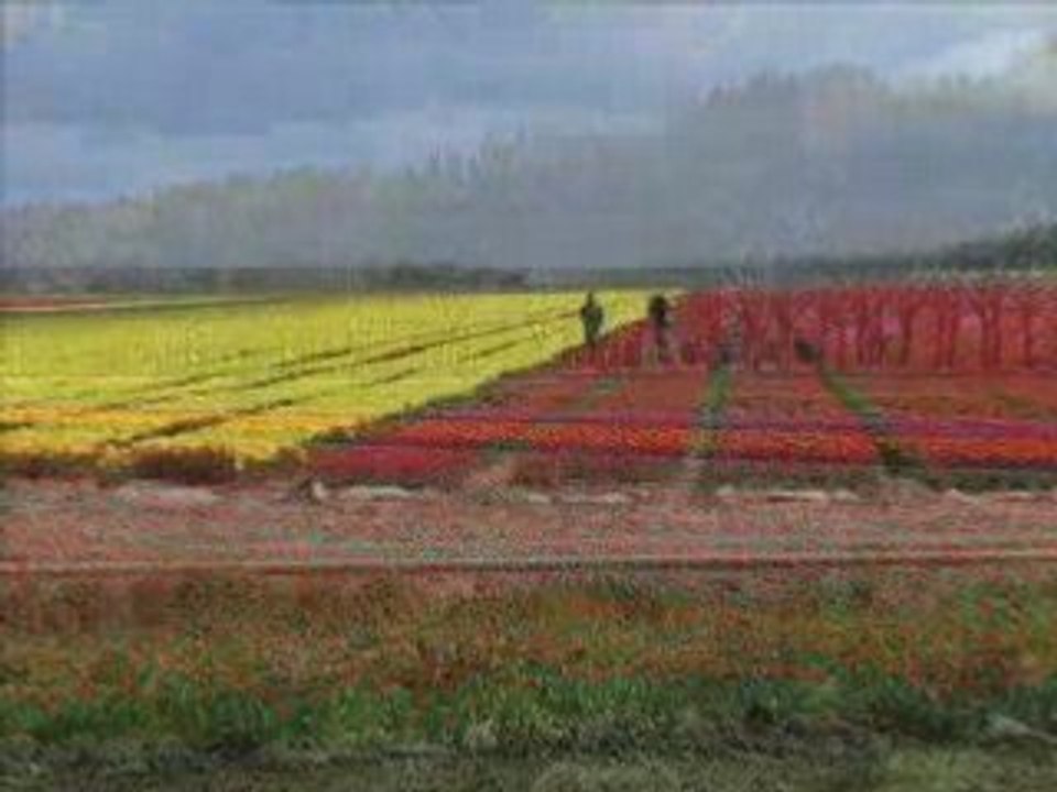 Relaxing Tulips