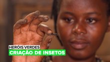 Heróis Verdes: Criação de Insetos