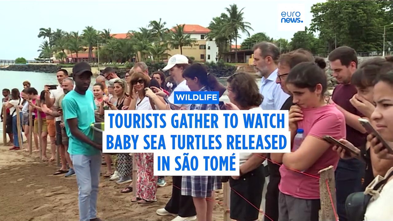 Tourists in São Tomé gather to watch release of 400 baby turtles into ...