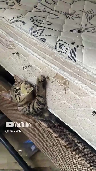 El gato pernanca y el gatito chamacorron se meten a el cuarto de los cachivaches  #shorts #felino