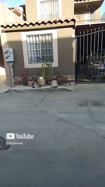 El gato gris tio del gato pernanca y el chamacorron #shorts #animales #mascotas paseo por el barrio