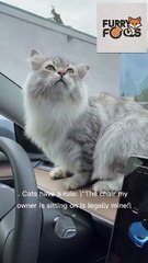 "Funny Cat Stories | Hilarious Moments You Can't Miss!"