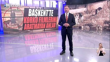 Ankara'da bir kadın sahipsiz köpeklerin saldırısına uğradı! O anlar kamerada