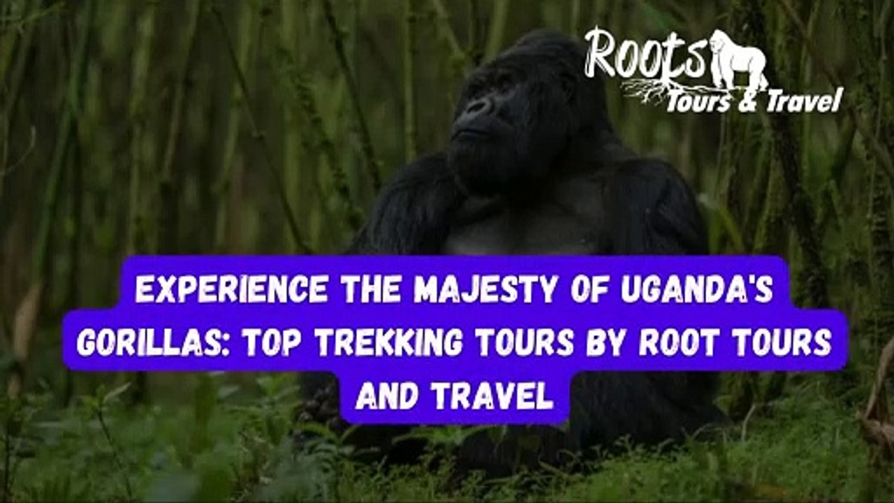 Experience the Majesty of Uganda's Gorillas Top Trekking Tours by Root Tours and Travel
