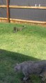 Cat Leaps High to Catch Grasshopper