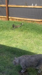 Cat Leaps High to Catch Grasshopper