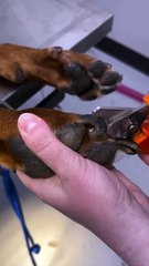 dog nails cut