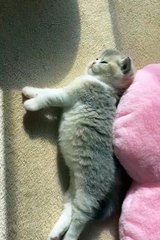 Funny animal 😼#cats #shorts #funnyanimals