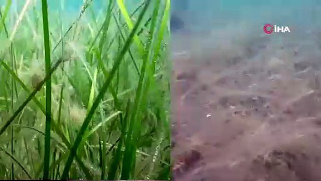 Müsilaj Marmara’yı Sardı: Balıkesir Kıyılarındaki Deniz Çayırları ve Pinalar Tehdit Altında!