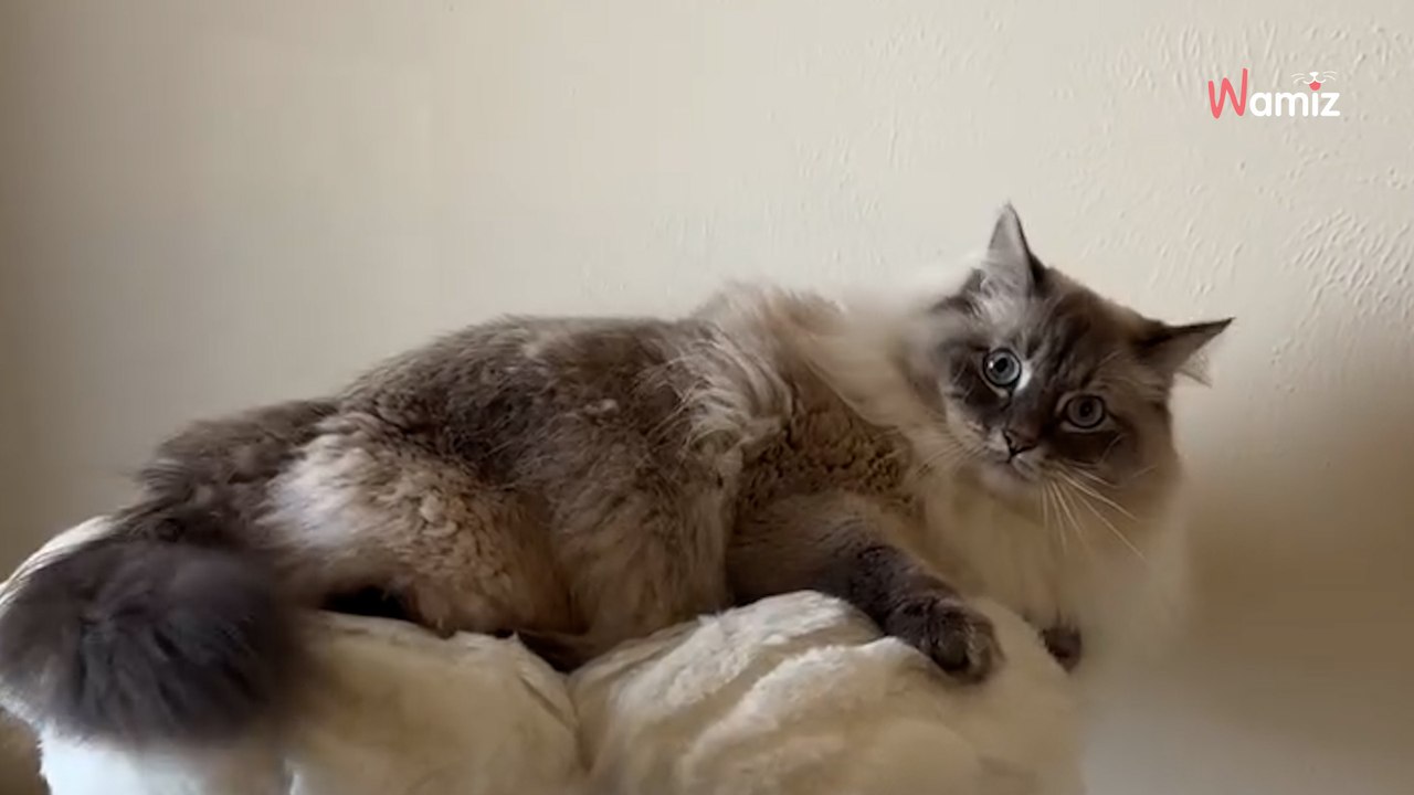 Woman starts sneezing, her Siberian cat's reaction leaves everyone in stitches