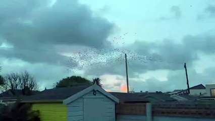 Starling murmuration in Newquay.mpv4
