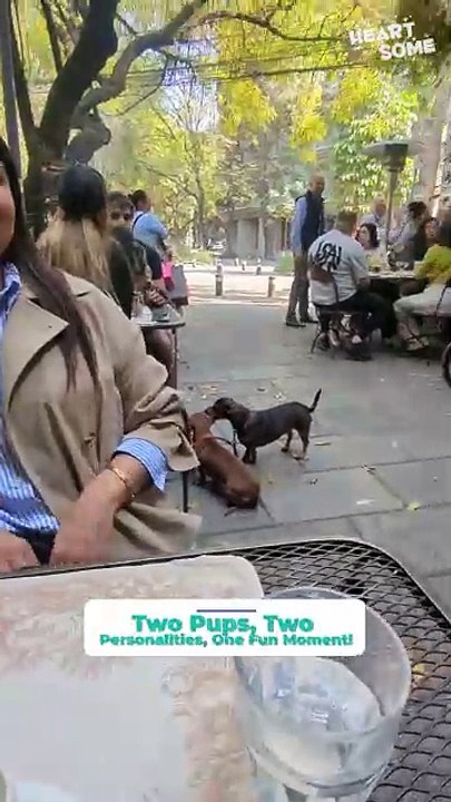 When Opposites Collide: Playful Pup vs. Chill Dog! 🐶