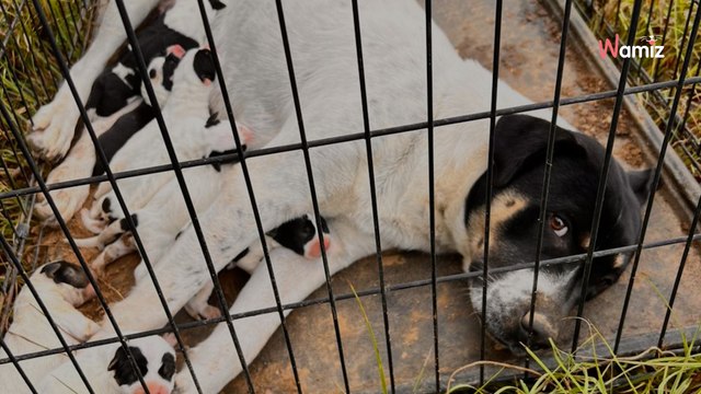 Une automobiliste trouve un chien dans une cage : elle comprend que la situation est bien plus grave que prévue