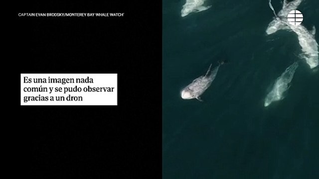 Graban una súper manada de más de 1500 delfines en California