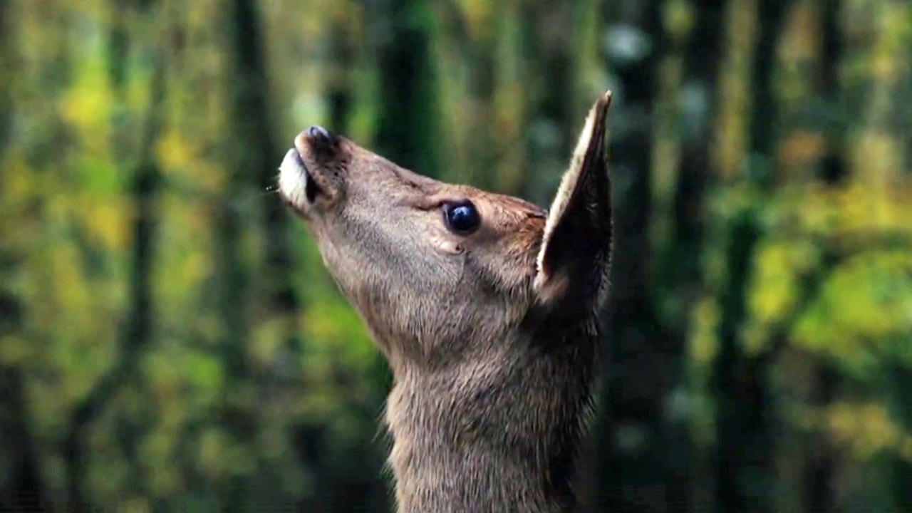 Bambi - Eine Lebensgeschichte aus dem Wald Trailer DF