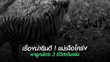 แม่เสือโคร่งพาลูกน้อย 3 ชีวิตเดินเล่นในป่าแก่งกระจาน สะท้อนความอุดมสมบูรณ์ในผืนป่า