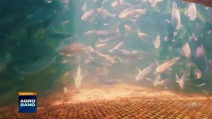 Giro Brasil: exportações de peixes, agricultura familiar, arroz