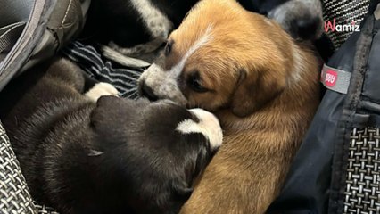 Occitanie : un refuge pour animaux aperçoit un sac devant son portail, et en s'approchant, le sac se met à bouger