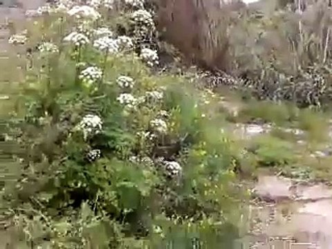 Africa in Arruda dos Vinhos IIpznNf4t54 540p [ovI5syk9lHk]