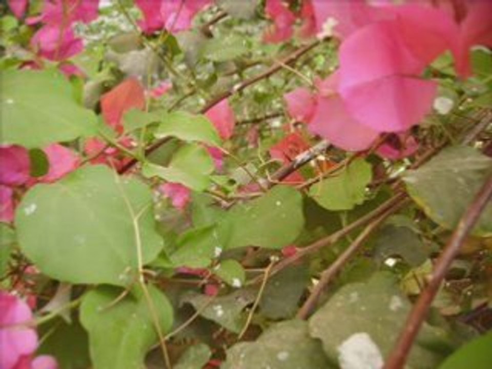 Voyage blog
