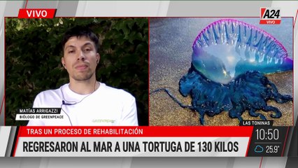 🐢 REGRESARON AL MAR A UNA TORTUGA DE 130 KILOS EN LAS TONINAS