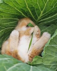 El relajante vídeo de un conejo comiendo plácidamente su plato favorito