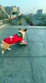 #dog #skate #sport #sportlover #gym #fun #sn2sg #high #sunnight #skills #sunnightmusic #havefun #lallegresseduprintemps #enjoy #sunnightpop #skateboarding #rider #doglove #cute #run #animal #stairs #challenge #happy #healingjourney